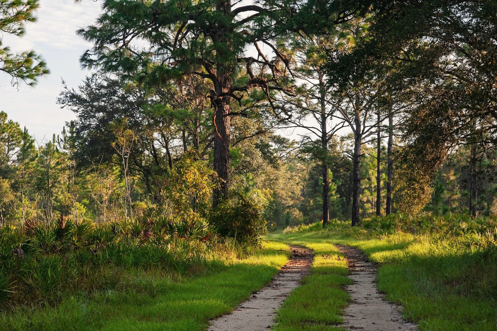 A two-track dirt lane through sunlit pine and oak woods